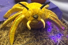 Pumpkin-6